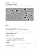 Bacilos gram positivos no esporulados: Corynebacterium dipfteriae, Listeria monocytogenes, Erysipelothrix rhusiopathiae