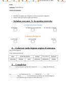 Identificar los órganos que componen el sistema respiratorio y digestivo