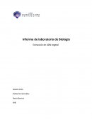 Informe de laboratorio de Biología Extracción de ADN vegetal