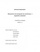 Mecanismo de transporte de membrana y organelos celulares