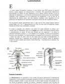 Biología y ecología: Copépodos
