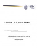 ELECTROFORESIS DE PROTEINAS EN GELES DE POLIACRILAMINA