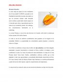 PLAN DE NEGOCIO Resumen Ejecutivo