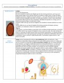 Tricocefalosis MORFOLOGIA