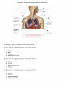 Prueba sistema respiratorio
