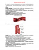 ESTRUCTURA Y FUNCION VASCULAR