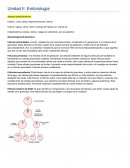 Embriologia Gameotogenesis femenina