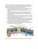La célula es la unidad estructural y funcional básica de todos los organismos vivos conocidos