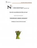 PROYECTO DE INVESTIGACION “ESPARRAGOS VERDES APANADOS”