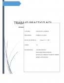 Cultura Organizacional. CATEGORIAS ORGANIZACIONALES