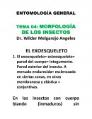 MORFOLOGÍA DE LOS INSECTOS