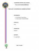 Musculo miembro superior “MÚSCULOS Y APONEUROSIS DEL MIEMBRO SUPERIOR”