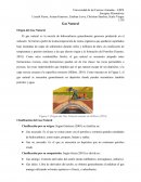 Como es que se da el Potencial Energetico