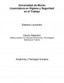 Anatomía Trabajo práctico Unidad 2