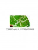 TIPOS DE PLAGAS EN CULTIVOS AGRICOLAS