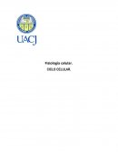 Fisiología celular. Miosis