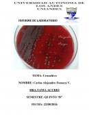 ANTIBIOGRAMA - CULTIVO