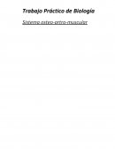 Trabajo Práctico de Biología Sistema osteo-artro-muscular