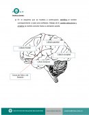 La importancia del funcionamiento de la corteza cerebral en el proceso de enseñanza-aprendizaje.