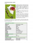 LA NUEVA EXPORTACIÓN DE PAPRIKA PERUANA A MEXICO