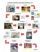 Tema de Flujograma para la produccion de yogurt