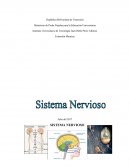 El El Sistema Nervioso