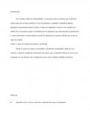 Basada en medidas tomadas al sujeto el cual es presentado