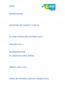 ODONTOLOGIA. ANATOMIA DE CABEZA Y CUELLO