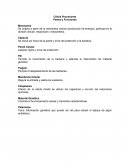 Partes Célula Procarionte