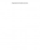 Cual es la Organización sistema nervioso