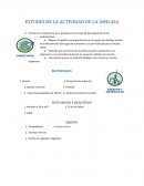 ESTUDIO DE LA ACTIVIDAD DE LA AMILASA