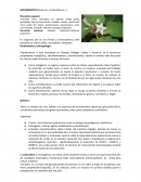 Plantas medicinales. SACAMANTECA, EPAZOTE Y ZAPOTE BLANCO