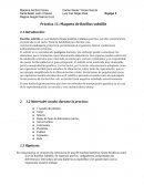 Maqueta de Bacillus subtillis