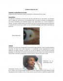 EXAMEN CLÍNICO DEL OJO POSICIÓN Y ALINEACIÓN DE LOS OJOS