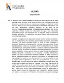Algas ensayo