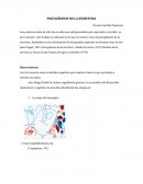 PSICOGÉNESIS DE LA ESCRITURA