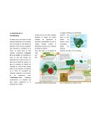 EL PROCESO DE LA FOTOSÍNTESIS