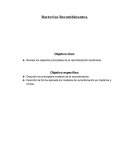 BACTERIAS RECOMBINANTES
