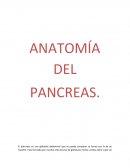 ANATOMÍA DEL PANCREAS