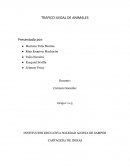 Como se da el Trafico de animales