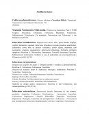 Antibióticos. Infecciones estreptocócicas