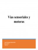 Generalidades de rutas de los tractos de vías ascendentes y descendentes: Vías sensoriales y motoras