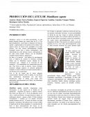 Produccion del látex