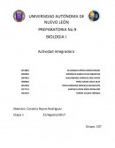 Metodo cientifico Experimento: Bolas de algodón con alcohol