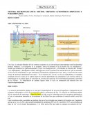 EFECTOS DE ADRENALINA SOBRE EL MUSCULO CILIAR