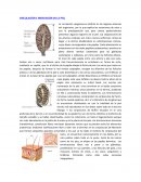 CIRCULACIÓN E INERVACIÓN DE LA PIEL