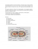 GRAM positivo y GRAM negativo