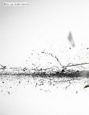 ¿Qué es el desarrollo prenatal? ¿De dónde hemos venido?