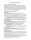 Generalidades del aparato respiratorio