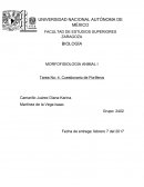 MORFOFISIOLOGÍA ANIMAL I Tarea No: 4. Cuestionario de Poríferos